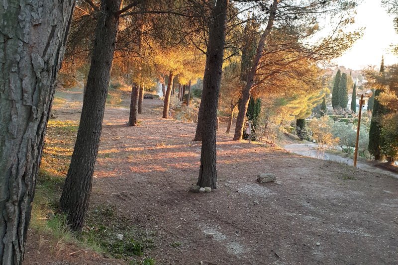 der Pinienwald beim Sonnenuntergang